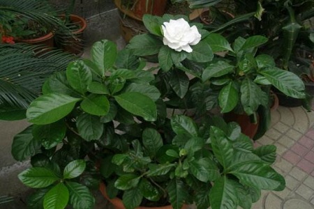 栀子花盆栽的养殖办法