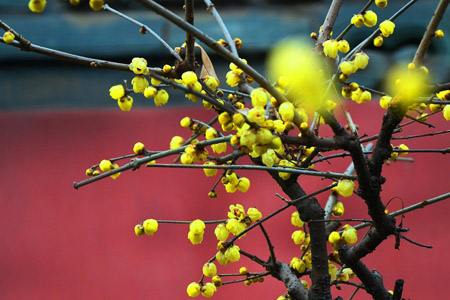 冬天什么花开，适合屋里养？