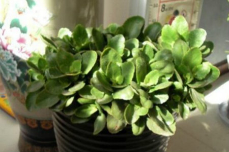 长寿花只长叶子不开花解决办法