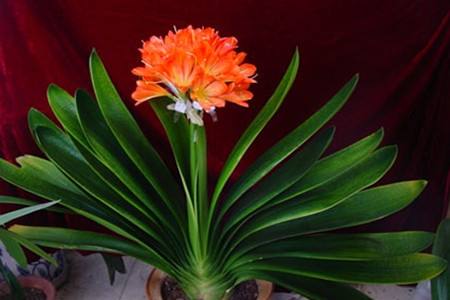 冬天什么花开，适合屋里养？