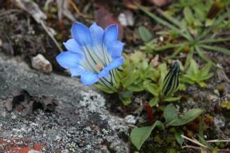 冬天什么花开，适合屋里养？
