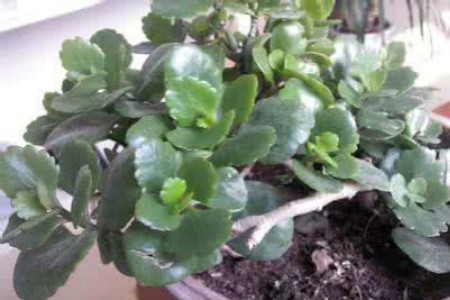 长寿花只长叶子不开花解决办法