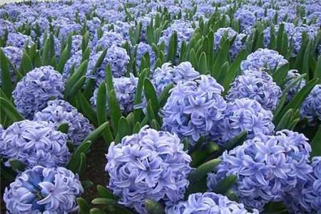 冬天什么花开，适合屋里养？