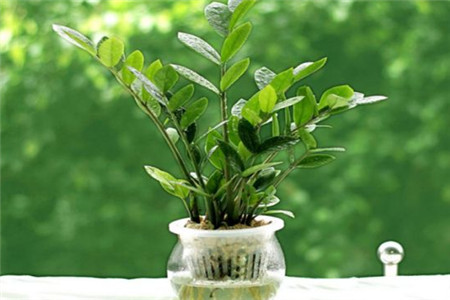 柠檬盆栽的养殖办法