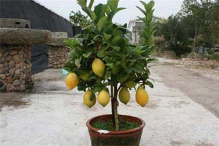 柠檬盆栽的养殖办法