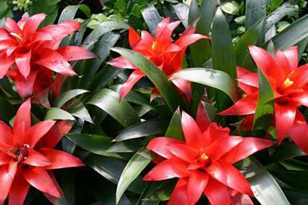 鸿运当头怎么浇水