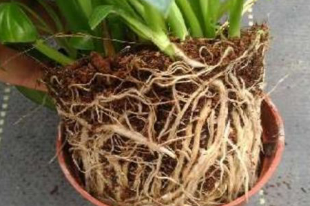 白掌不发新叶什么原因，解决办法？