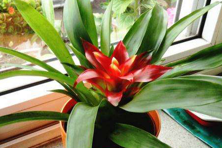 鸿运当头怎么浇水