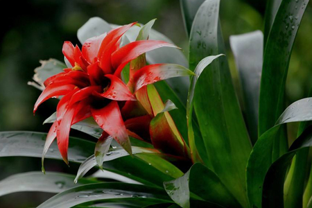 鸿运当头怎么浇水