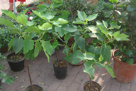 无花果盆栽的养殖办法