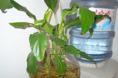 白掌可以水养吗，水培容易烂根吗？