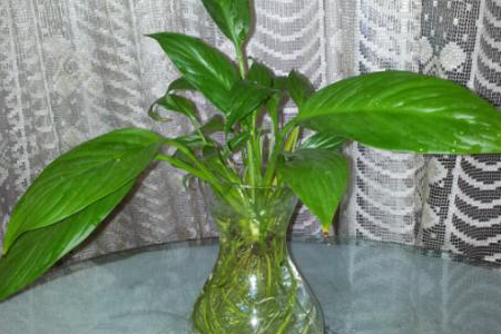 白掌可以水养吗，水培容易烂根吗？