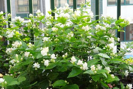 茉莉适合放在室内吗