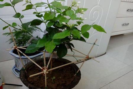 茉莉适合放在室内吗