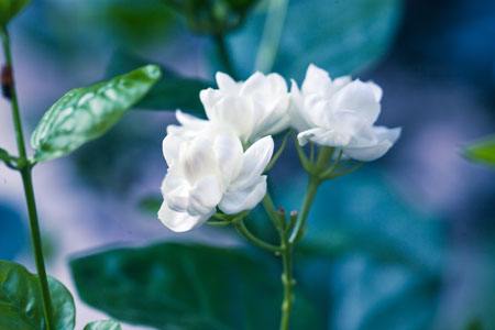 茉莉适合放在室内吗