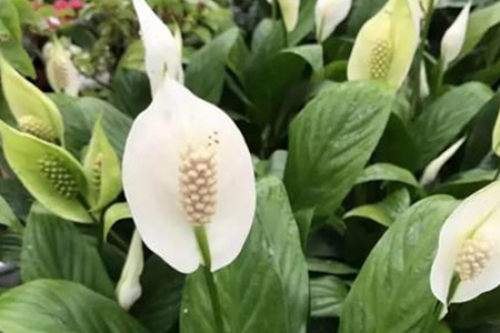 白掌怎么浇水,叶子可以喷水吗?