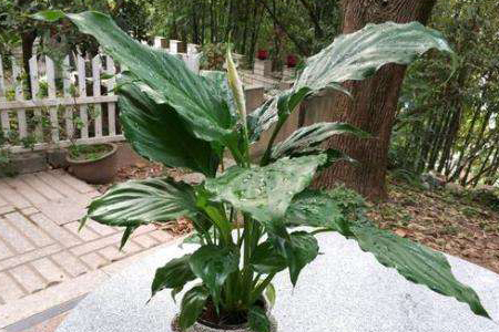 白掌怎么浇水,叶子可以喷水吗?