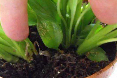 白掌怎么浇水,叶子可以喷水吗?