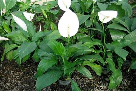 白掌叶子下垂什么原因，还有救吗？