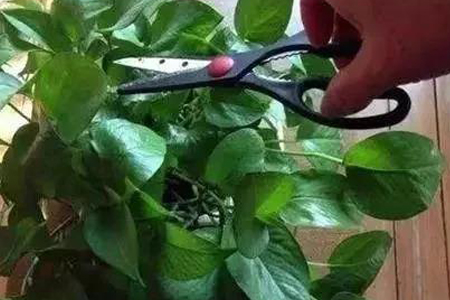 水培绿萝怎么剪，剪下来可以直接水培吗？