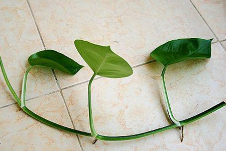 水培绿萝怎么剪，剪下来可以直接水培吗？