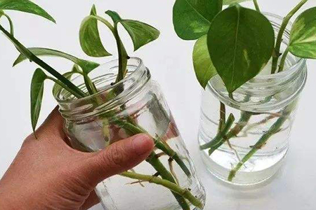 水培绿萝怎么剪，剪下来可以直接水培吗？