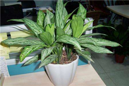 白掌叶子下垂什么原因，还有救吗？