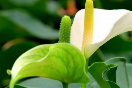 一帆风顺花变绿解决办法，需要剪掉吗？