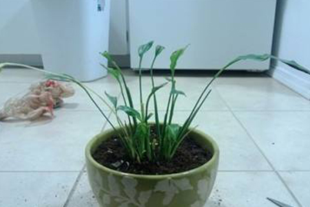 一帆风顺花变绿解决办法，需要剪掉吗？