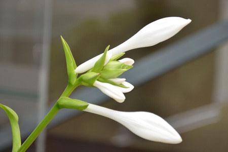 北方冬天室外种什么花，耐寒能越冬？