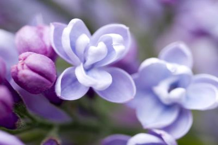 北方冬天室外种什么花，耐寒能越冬？