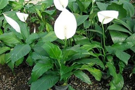 一帆风顺怎么种植才开花,花小什么问题?