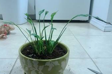 一帆风顺怎么种植才开花,花小什么问题?