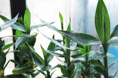 一根富贵竹能剪多节吗,怎么广泛繁殖?