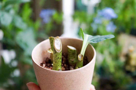 一根富贵竹能剪多节吗,怎么广泛繁殖?