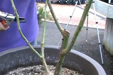 月季不开花解决办法