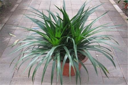 龙须树为什么一盆三棵，摆放什么位置好？