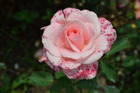 月季不开花解决办法