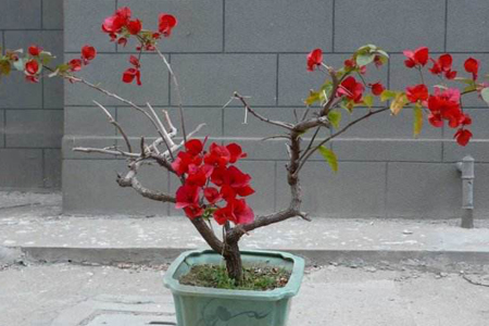 三角梅叶子掉光解决办法