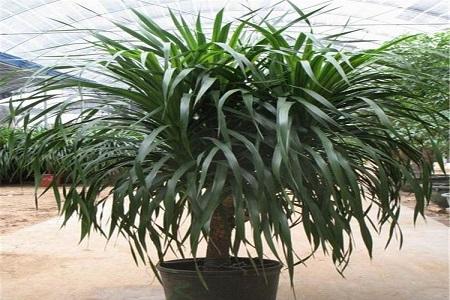 龙须树为什么一盆三棵，摆放什么位置好？