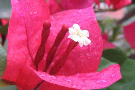 三角梅叶子掉光解决办法