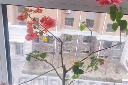 三角梅叶子掉光解决办法