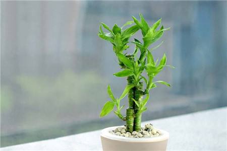 怎么样土培富贵竹:种多深?用什么土?怎么浇水施肥?