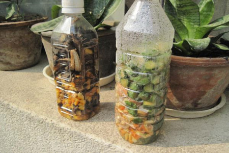 在家用什么代替营养液，啤酒可以吗？（附经常遇见植物使用办法）