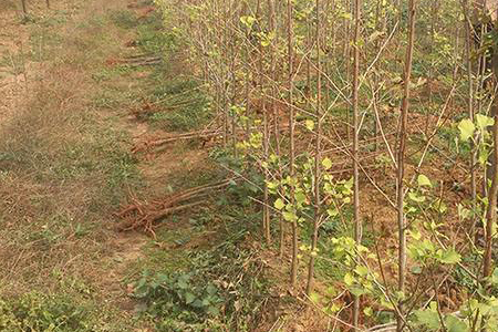 银杏树怎么种植，种子怎么播种，适合用什么土？