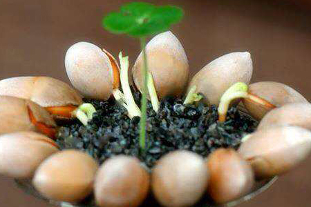 银杏树怎么种植，种子怎么播种，适合用什么土？