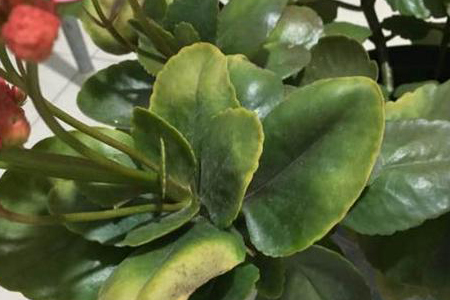 长寿花叶子发软解决办法