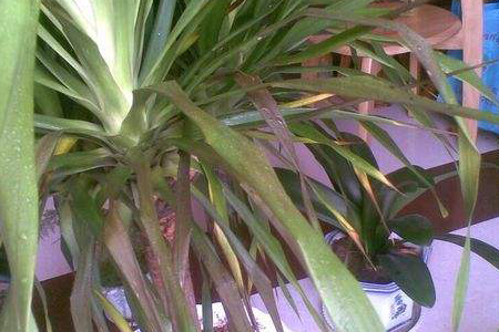 龙须树叶子尖枯萎原因,需要怎么拯救?