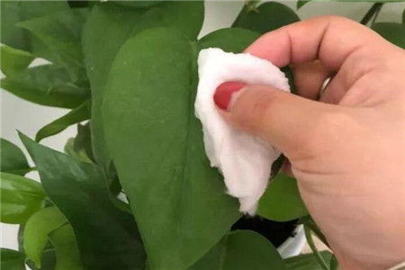 啤酒适合浇什么花,过期啤酒能用吗,兑水比例是多少?