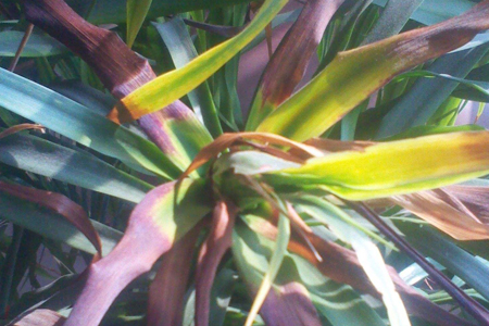 龙须树叶子尖枯萎原因,需要怎么拯救?